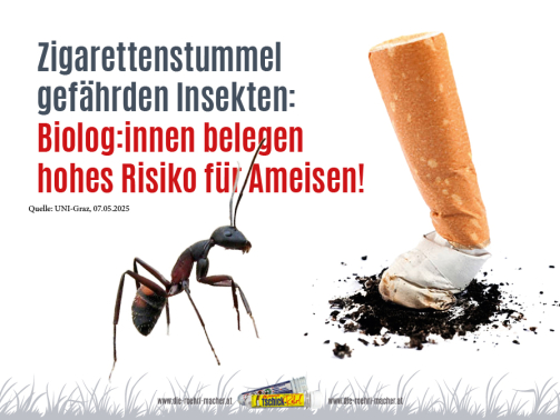 10BFT_TSCHICK_ROEHRL_BLOG_AMEISEN